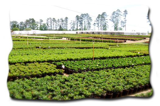 Country Pines Nursery - Country Pines Nursery -- Forest Hill, LA